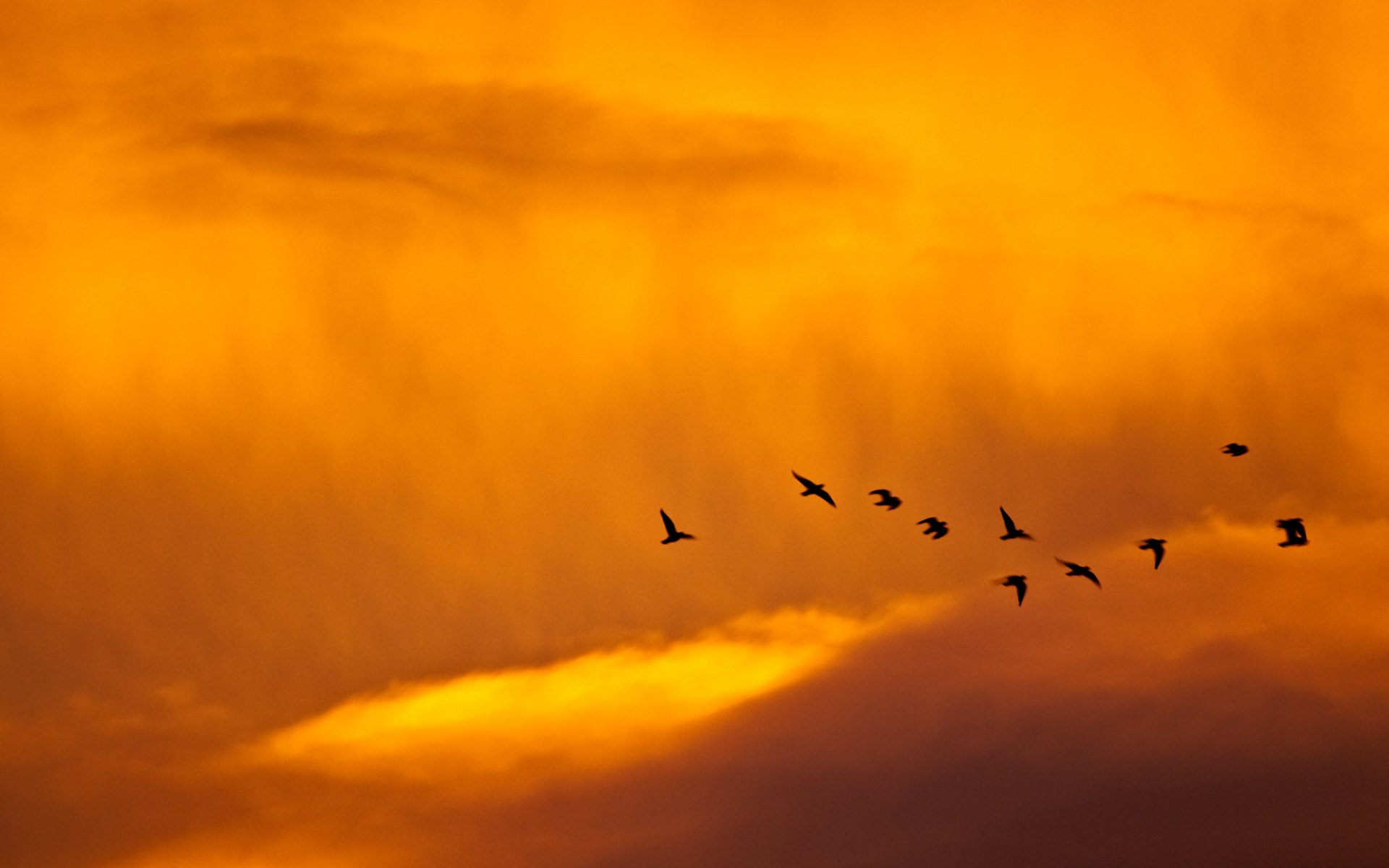 birds-in-flight-89655